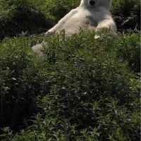 얼음 다 녹아서 살만한 북극곰.gif