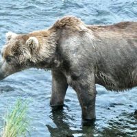 외형으로 구분가능한 위협적인 야생곰