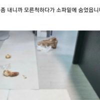 회사에서 집 CCTV 보다가 반차 쓸뻔 한 직장인