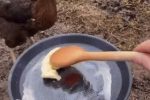 버터 훔쳐간 닭의 최후