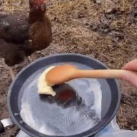 버터 훔쳐간 닭의 최후