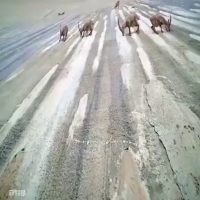 (SOUND)댐 절벽을 고집하는 염소들