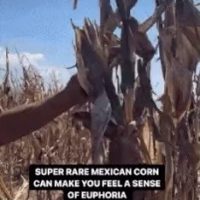 멕시코 옥수수밭에서 코로나 발견