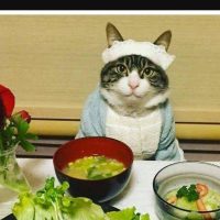 일본 고양이 요리사