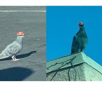 라스베가스에서 발견된 모자 쓴 비둘기