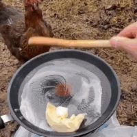 버터 훔쳐먹은 닭