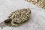혐)두꺼비 똥싸는 짤