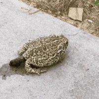 혐)두꺼비 똥싸는 짤
