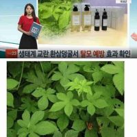 한국 생태계를 파괴중인 외래종 잡초의 결말