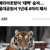 [뉴스] 서울대공원 시베리아호랑이 또 폐사, 1년새 4마리