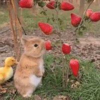 딸기 따먹는 토끼