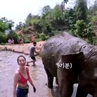 (SOUND)태국 여행가서 코끼리 보러 간 유인영