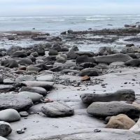 (SOUND)바닷가에서 암모나이트 화석 찾기
