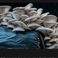 느타리 버섯이 육식 버섯인 이유