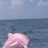 노스캐롤라이나에서 발견된 분홍 돌고래