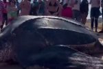 도미니카 공화국에서 발견된 거대 바다거북
