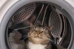 세탁기 점령한 고양이들...!!